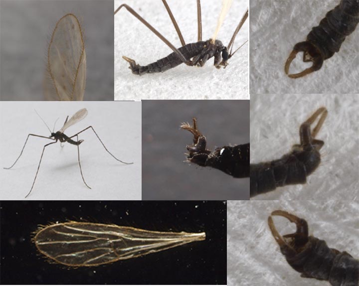 一寸のハエにも五分の大和魂・改